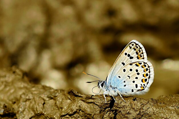 Plebejus argus o farfalla dal muso piccolo è una specie di farfalla della famiglia dei lycaenidae