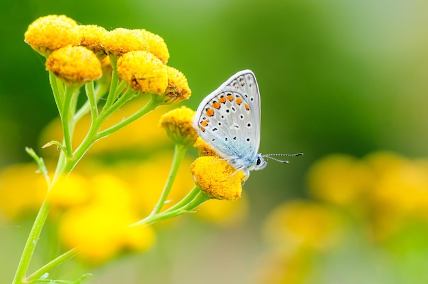 Plebejus idas Idas Blue è una farfalla della famiglia Lycaenidae Bella farfalla seduta sul fiore