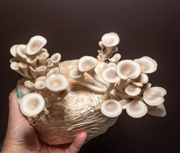 Pleurotus ostreatus comunemente noto come shimeji hiratake bianco o fungo di ostrica bianco