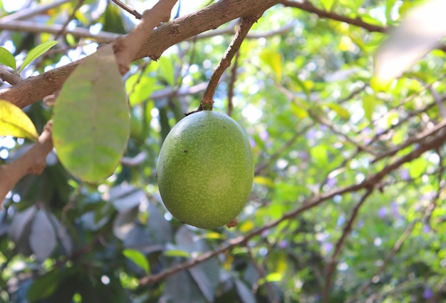 Plody na vetkah tropiceskih derev'ev i rastenij