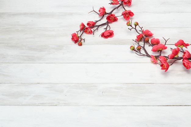 Plum Flowers Blossom sulla plancia di legno bianca