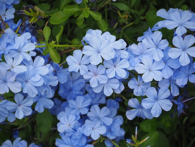 Plumbago auriculata nel parco sull'asia