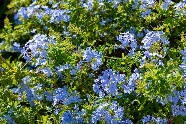 Plumbago europaea noto anche come leadwort comune in natura