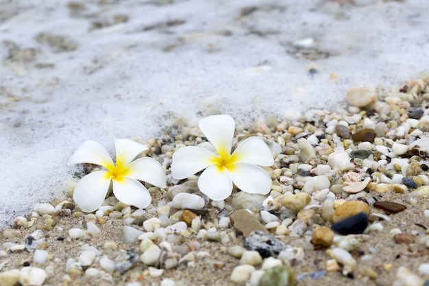 Plumeria alba fiore tropicale sulla spiaggia