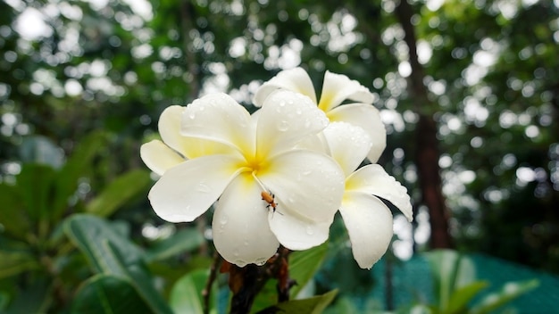 Plumeria bianca, fiori tropicali del frangipane