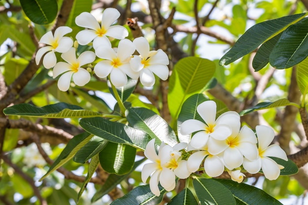 Plumeria bianca (frangipane)