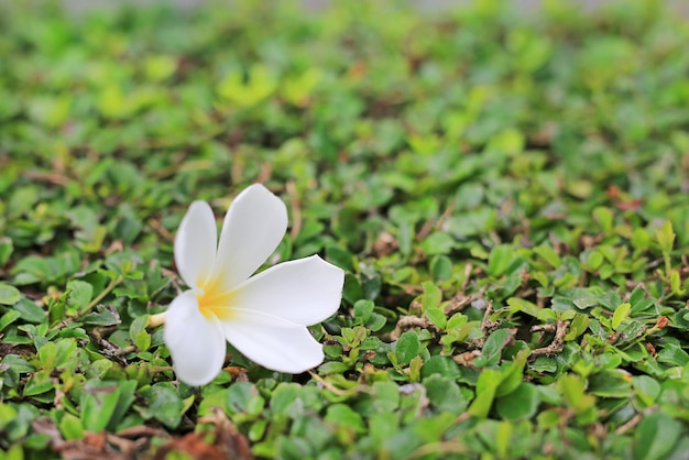 Plumeria bianca o fiore di frangipane posto sull&#39;albero della parete della decorazione. Concetto di spa