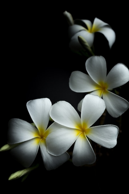 Plumeria bianca o frangipani