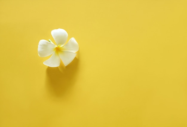 Plumeria bianca su sfondo giallo brillante.