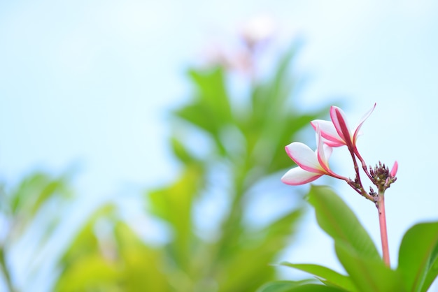 Plumeria con foglie