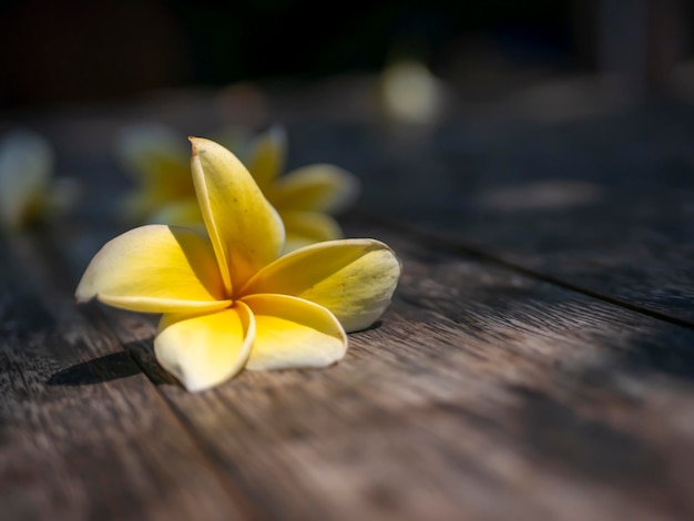 Plumeria del fiore di Kamboja conosciuta come fiori di Lei e Frangipan