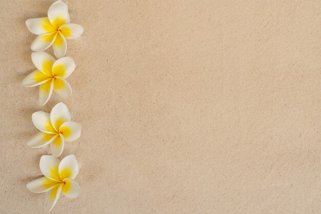 Plumeria del fiore sul fondo della spiaggia di sabbia