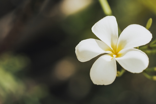 Plumeria fiore bianco