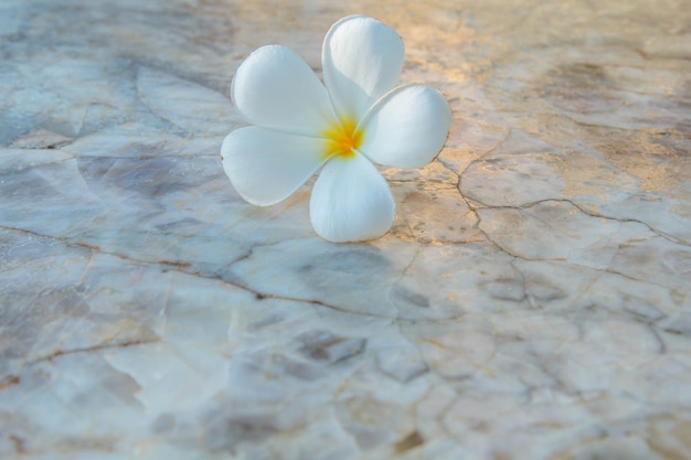 Plumeria fiori bianco natura