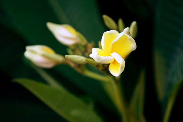 Plumeria fiori sull'albero, primo piano