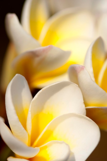 Plumeria Frangipani fiori Bali Indonesia