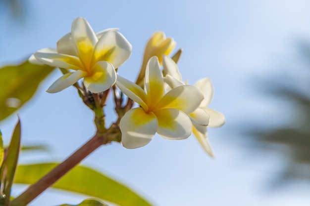 Plumeria in fiore fiori gialli contro il cielo