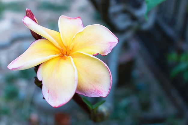 Plumeria. messa a fuoco selettiva sul polline dei fiori