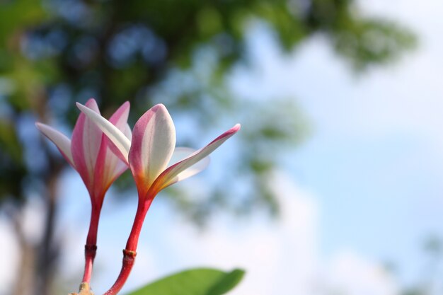 Plumeria nel giardino con cielo blu