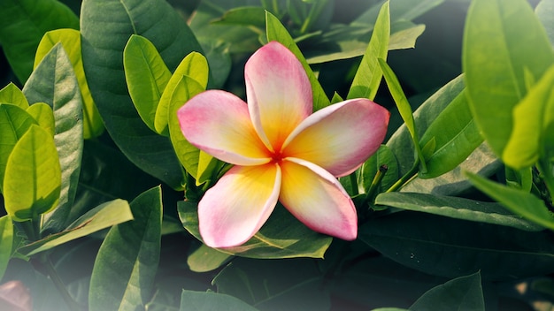 Plumeria nel giardino.