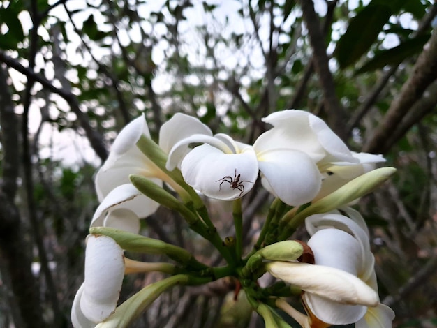 Plumeria obtusa fiore con ragno