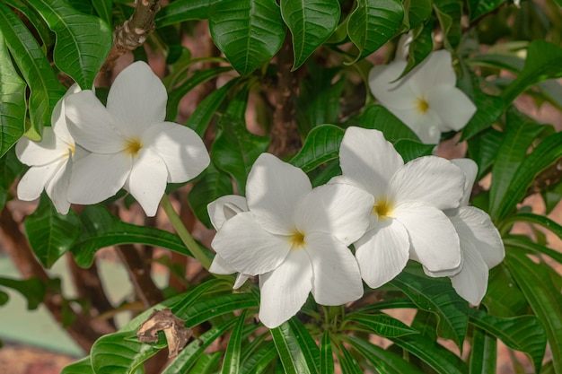 Plumeria pudica fiori bianchi che sbocciano