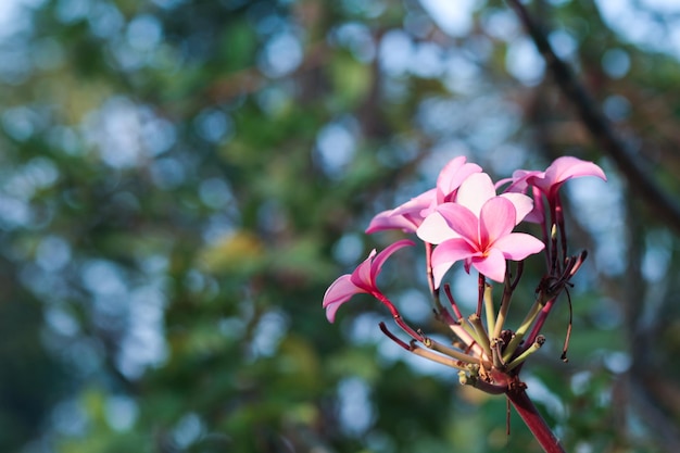 Plumeria rosa fiore tropicale sull'albero