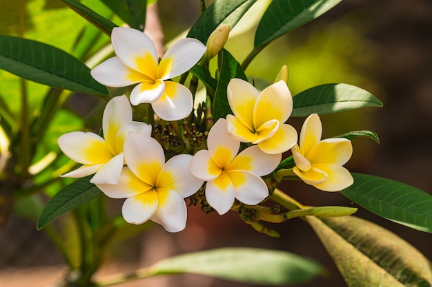 Plumeria rubra fiori che sbocciano