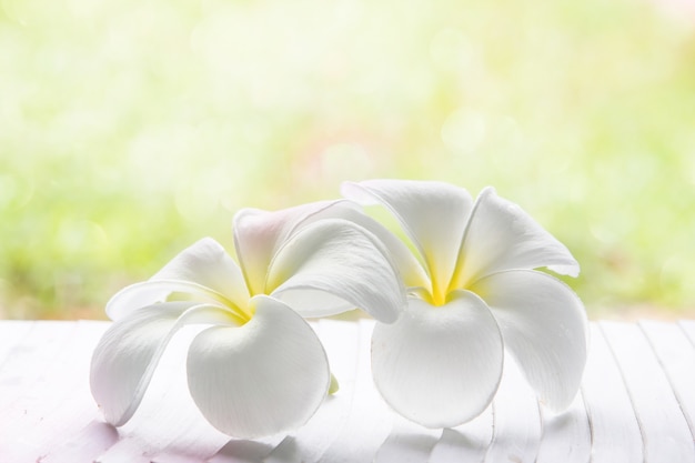 Plumeria spp bianca, rosa e gialla (fiori di frangipane) su sfondo chiaro naturale.