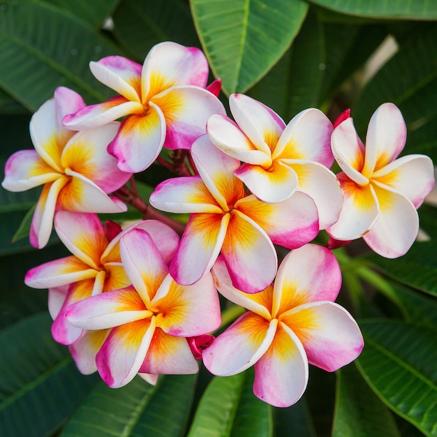 Plumeria spp. (fiori di frangipane, frangipani, albero pagoda o albero del tempio)