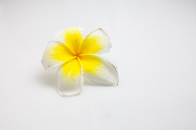 Plumeria su bianco.