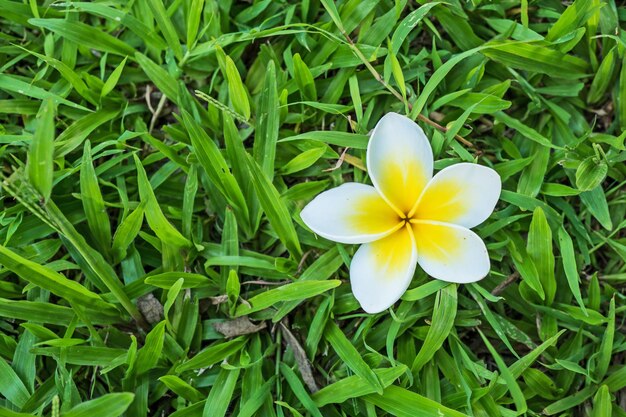 Plumeria su priorità bassa dell&#39;erba