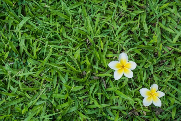 Plumeria su priorità bassa dell&#39;erba