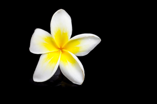 Plumeria su sfondo blck.