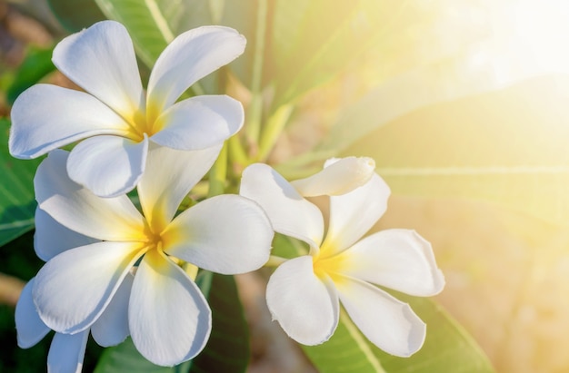 Plumeria sul piumaggio al sole del mattino.