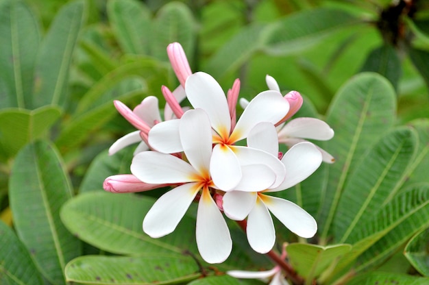 Plumeria