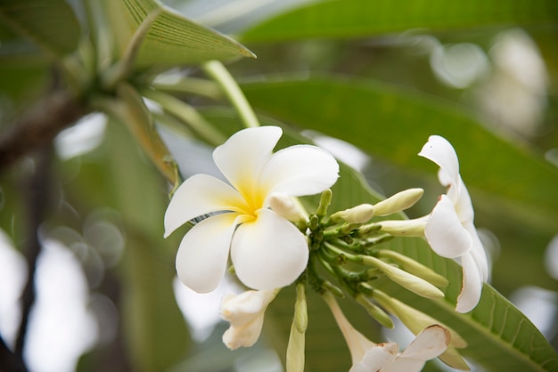 Plumeria