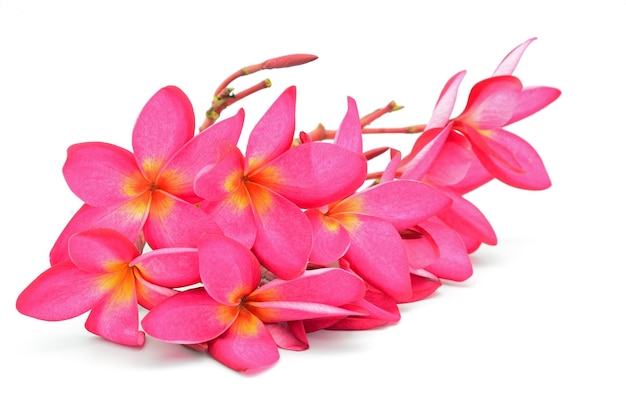 Plumeria