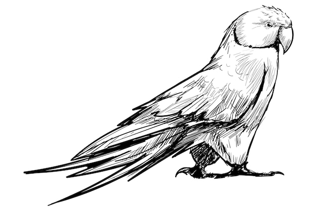Png Amazon pappagallo animale illustrazione sfondo trasparente