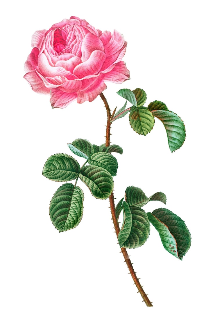 Foto png cavolo rosa vintage collage elemento sfondo trasparente