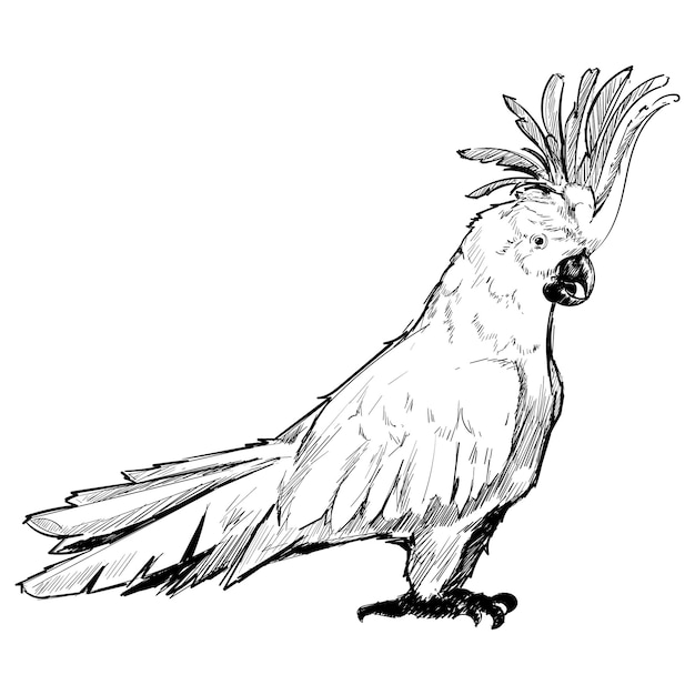 Png Cockatoo pappagallo animale illustrazione sfondo trasparente