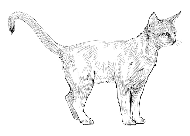 Png gatto abissino illustrazione di animale sfondo trasparente