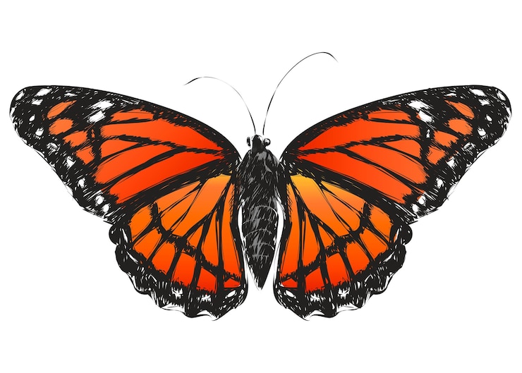 Foto png illustrazione animale di farfalla monarca sfondo trasparente