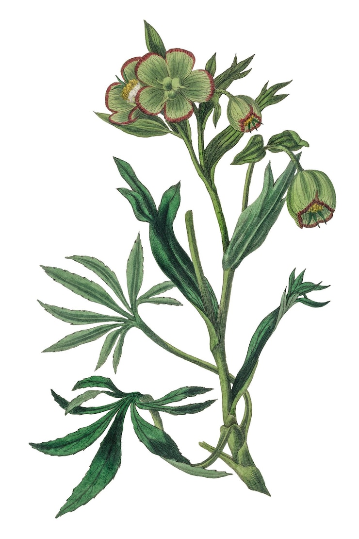 Foto png puzzolente hellebore fiori verdi bordo rosso illustrazione botanica