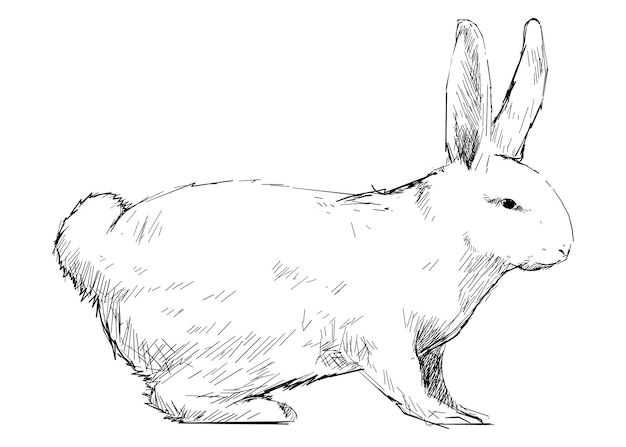Png schizzo di coniglio illustrazione animale sfondo trasparente