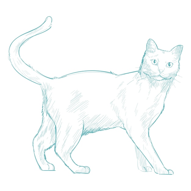 Png schizzo di gatto carino illustrazione sfondo trasparente