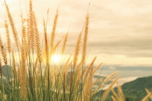 Poaceae e sole del fiore dell&#39;erba di sera