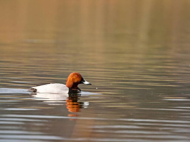 Pochard comune sull'acqua