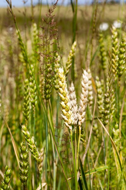 Poche spighe bianche di grano maturo