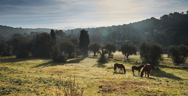 Pochi cavalli selvaggi che pascolano in un campo al mattino presto mangiando un cavallo d'erba guardando nella telecamera bianco e...